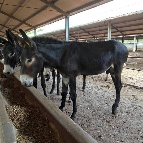 毛驴非物质文化遗产（毛驴非物质文化遗产是第几项）-第2张图片-八三百科