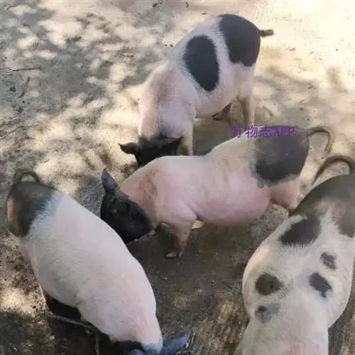 香猪非物质文化遗产传承（香猪非遗技艺有哪些独门绝活）-第2张图片-八三百科