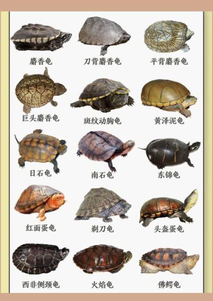 非物质文化遗产龟（龟类非物质文化遗产有哪些种类）-第3张图片-八三百科