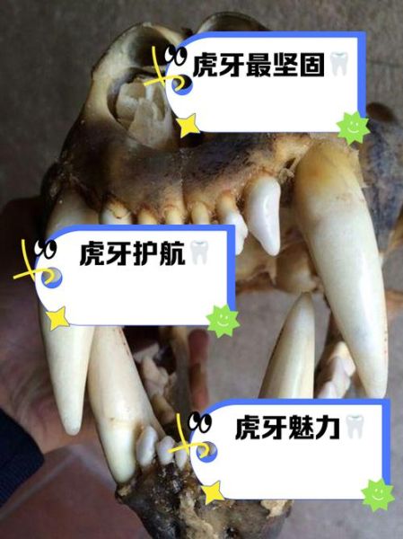 非物质文化遗产虎牙（虎牙直播非遗有哪些）-第1张图片-八三百科