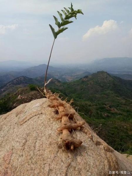 泰山四宝非物质文化遗产(泰山四宝非遗是什么值得收藏吗)-第3张图片-八三百科 泰山四宝非物质文化遗产(泰山四宝非遗是什么值得收藏吗)-第3张图片-八三百科