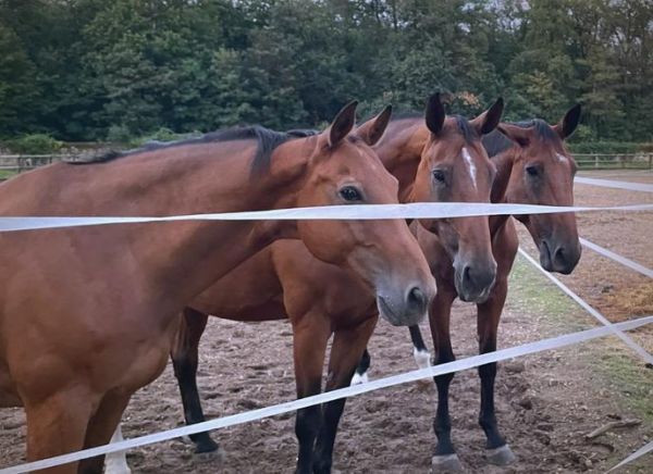 马术非物质文化遗产（马术非遗传承到底学什么入门指南）-第2张图片-八三百科