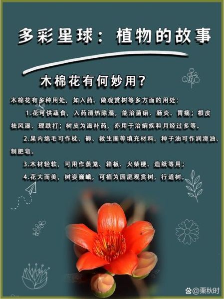 木棉非物质文化遗产(木棉非遗手工技艺初学者指南)-第2张图片-八三百科 木棉非物质文化遗产(木棉非遗手工技艺初学者指南)-第2张图片-八三百科