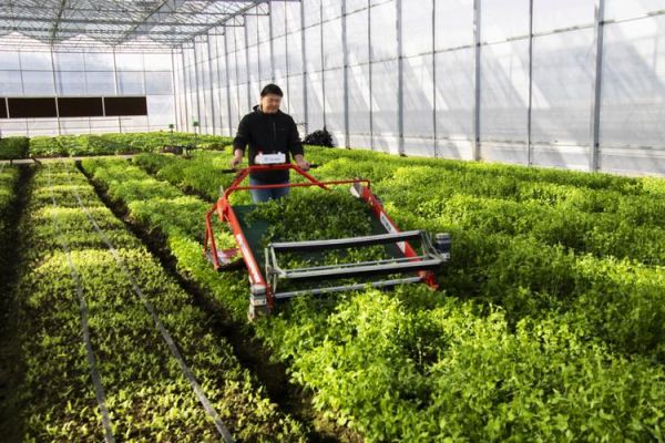 江苏非物质文化遗产大棚（江苏大棚非遗项目有哪些）-第3张图片-八三百科