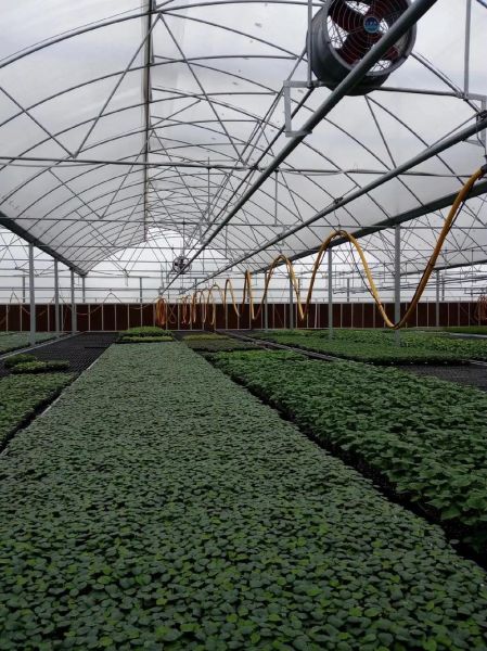 江苏非物质文化遗产大棚（江苏大棚非遗项目有哪些）-第2张图片-八三百科