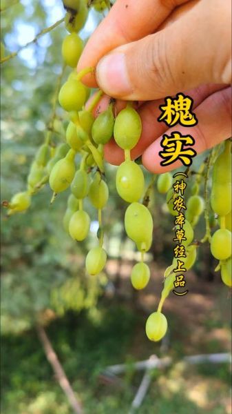 国槐非物质文化遗产（国槐非遗技艺有哪些价值）-第1张图片-八三百科