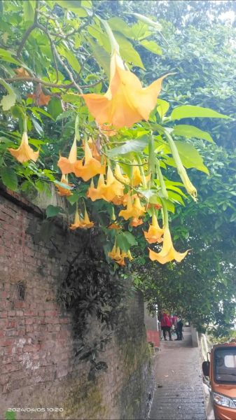 曼陀罗非物质文化遗产（曼陀罗非物质文化遗产是真的吗）-第1张图片-八三百科