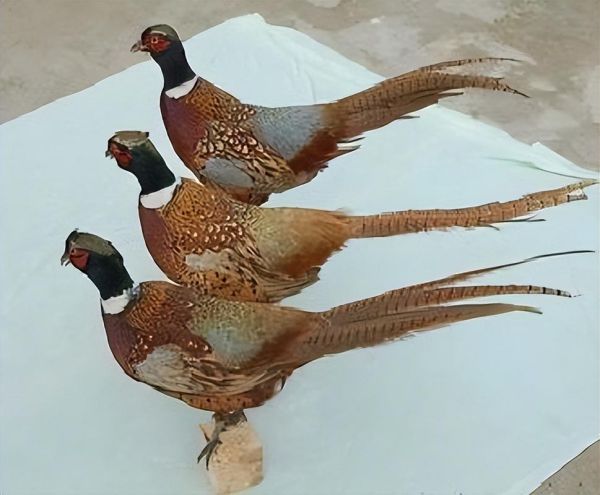 非物质文化遗产锦鸡(非物质文化遗产锦鸡是苗绣吗?)-第3张图片-八三百科 非物质文化遗产锦鸡(非物质文化遗产锦鸡是苗绣吗?)-第3张图片-八三百科