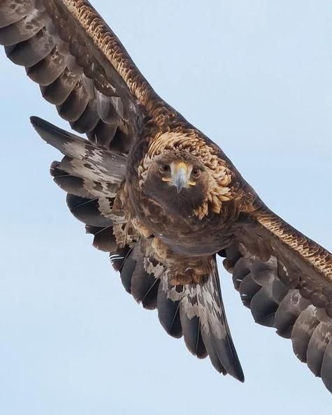 金雕非物质文化遗产（金雕国家级非遗技艺完整入门）-第3张图片-八三百科