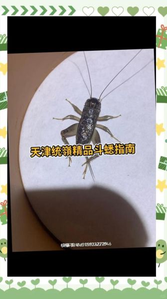 非物质文化遗产蛐蛐(蛐蛐怎么养?新手非遗蛐蛐饲养全指南)-第1张图片-八三百科 非物质文化遗产蛐蛐(蛐蛐怎么养?新手非遗蛐蛐饲养全指南)-第1张图片-八三百科