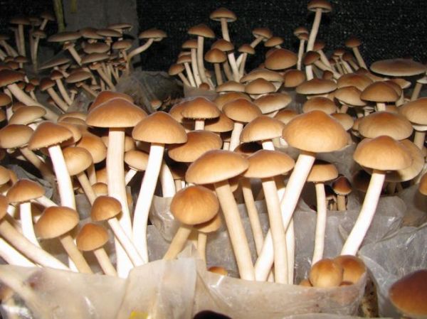 非物质文化遗产菇（菇类技艺非遗项目有哪些？）-第1张图片-八三百科