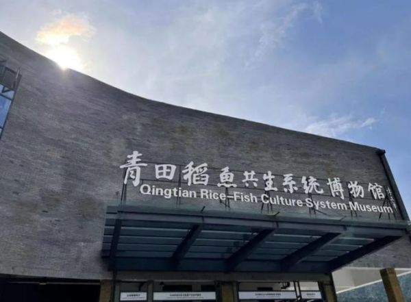 青田非物质农业文化遗产（青田稻鱼共生系统是什么农业模式）-第2张图片-八三百科